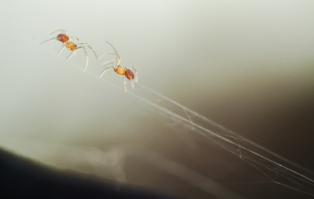 baby spiders learning how to navigate aerial tightrope by kali66