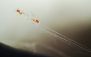 24th Jun 2014 - baby spiders learning how to navigate aerial tightrope