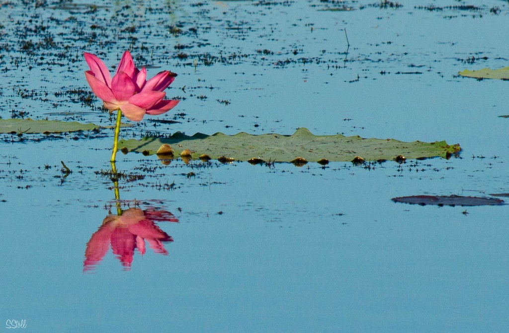 Lotus in reflection by bella_ss