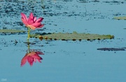29th Mar 2015 - Lotus in reflection
