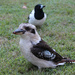 Kookaburra with Escort by terryliv