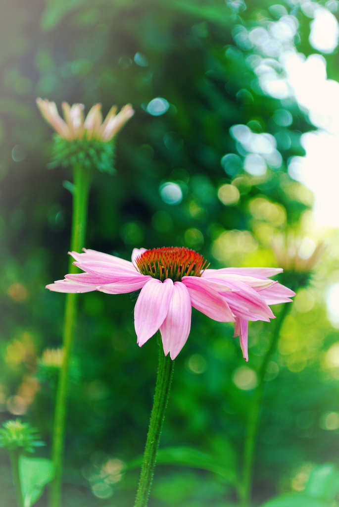 Shimmery Summery Bokeh Flower by alophoto