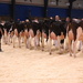 2014 Maxville Show by farmreporter