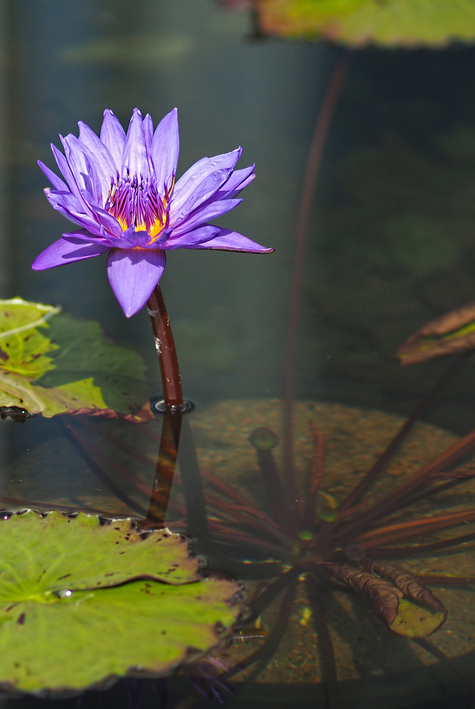 Water Lily by tosee