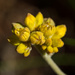 Yellow flower  by gosia