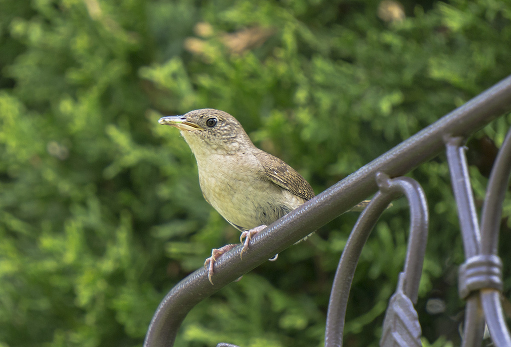 Wren Lunch ? by gardencat