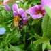 Bumble bee by gabis
