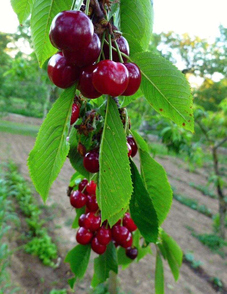 Cherries by gabis