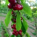 Cherries by gabis