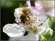 24th Jun 2014 - Busy bee