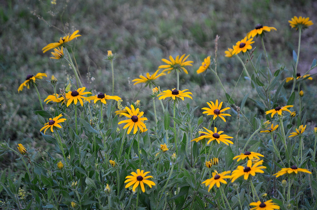 Black-Eyed Susans by kareenking