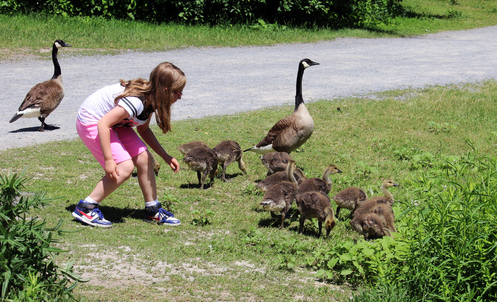 Canada Goose family and a little girl who just wants to touch one Gosling. by hellie