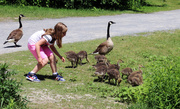 23rd Jun 2014 - Canada Goose family and a little girl who just wants to touch one Gosling.