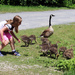 Canada Goose family and a little girl who just wants to touch one Gosling. by hellie