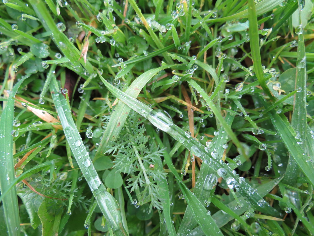 Raindrops by kiwiflora