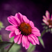 Purple Cone Flower  by cdonohoue