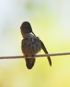 18th Jun 2014 - Baby Hummingbird Preening