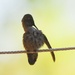 Baby Hummingbird Preening by mariaostrowski