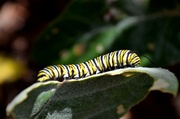 20th Jun 2014 - Caterpillar