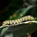 Caterpillar by mariaostrowski
