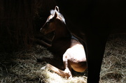 24th May 2014 - Foal.