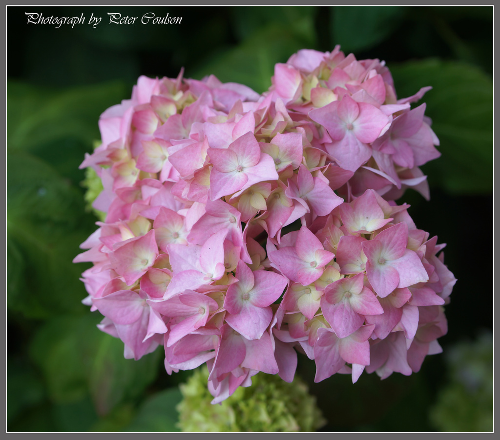 Pink Hydrangea by pcoulson