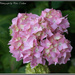 Pink Hydrangea by pcoulson