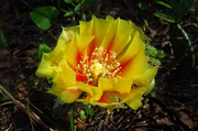 24th Jun 2014 - Blooming Cactus