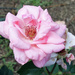 Pink Rose by rminer