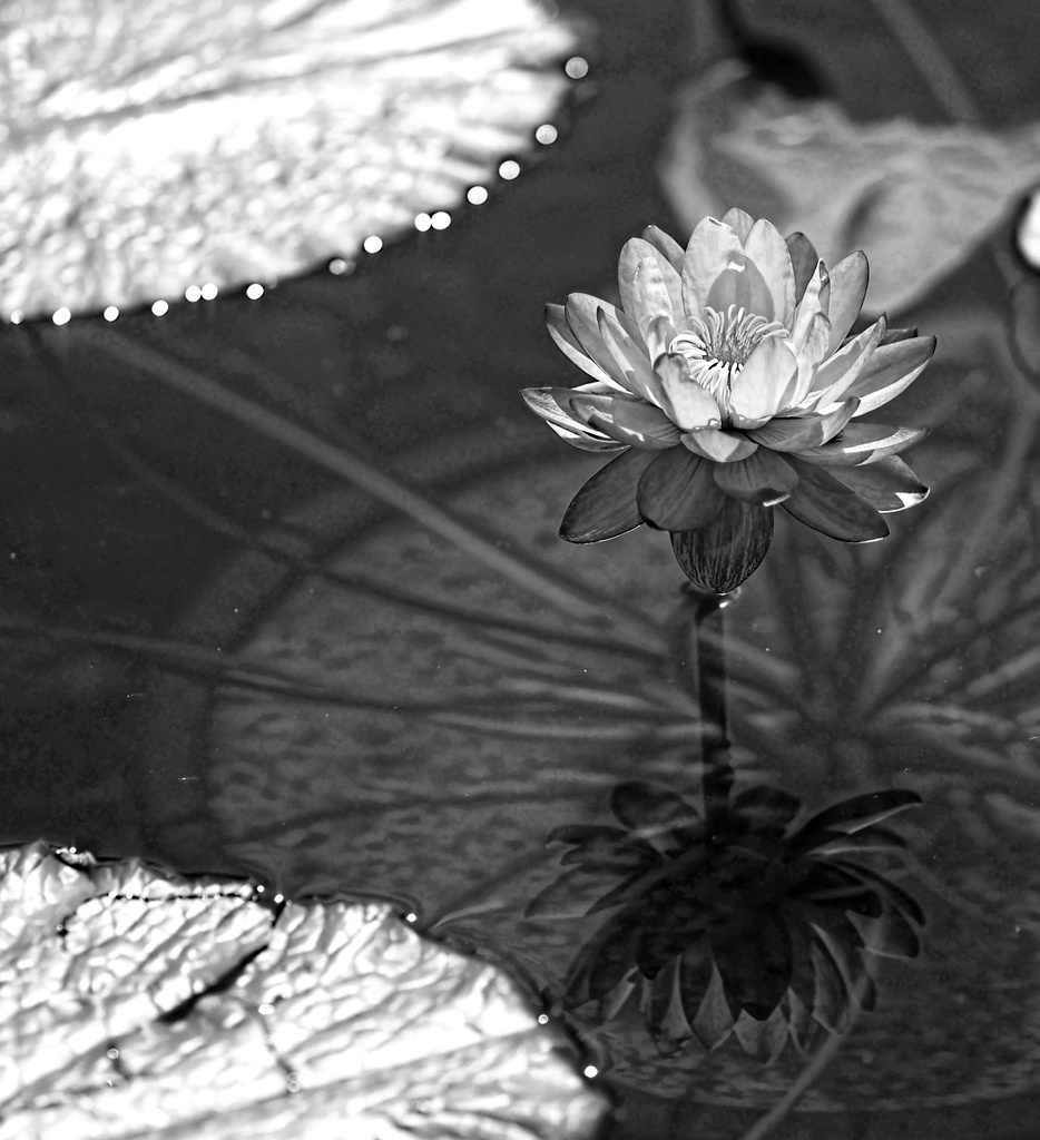 Water Lily and Reflection by tosee