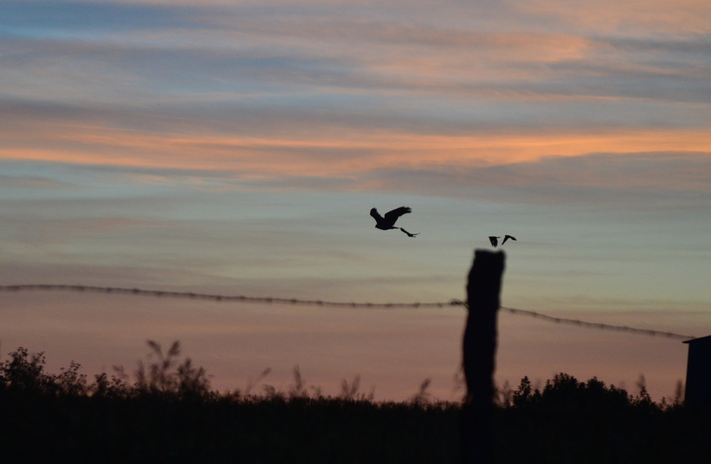 Hey, Mr. Hawk! Wait Up For Us Little Guys! by kareenking