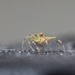 Spider sooc by tara11