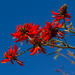 Erythrina- flowering tree  by gosia