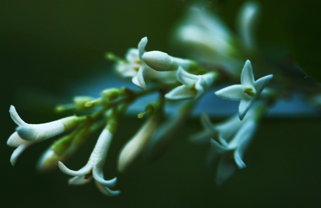Portrait of a Privet  by mzzhope