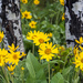Aspen tree with Balsamroot flowers by kathyladley