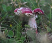 24th Jun 2014 - Pinkish mushroom