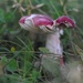 Pinkish mushroom by loweygrace