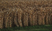 24th Jun 2014 - Amber Waves Of Grain