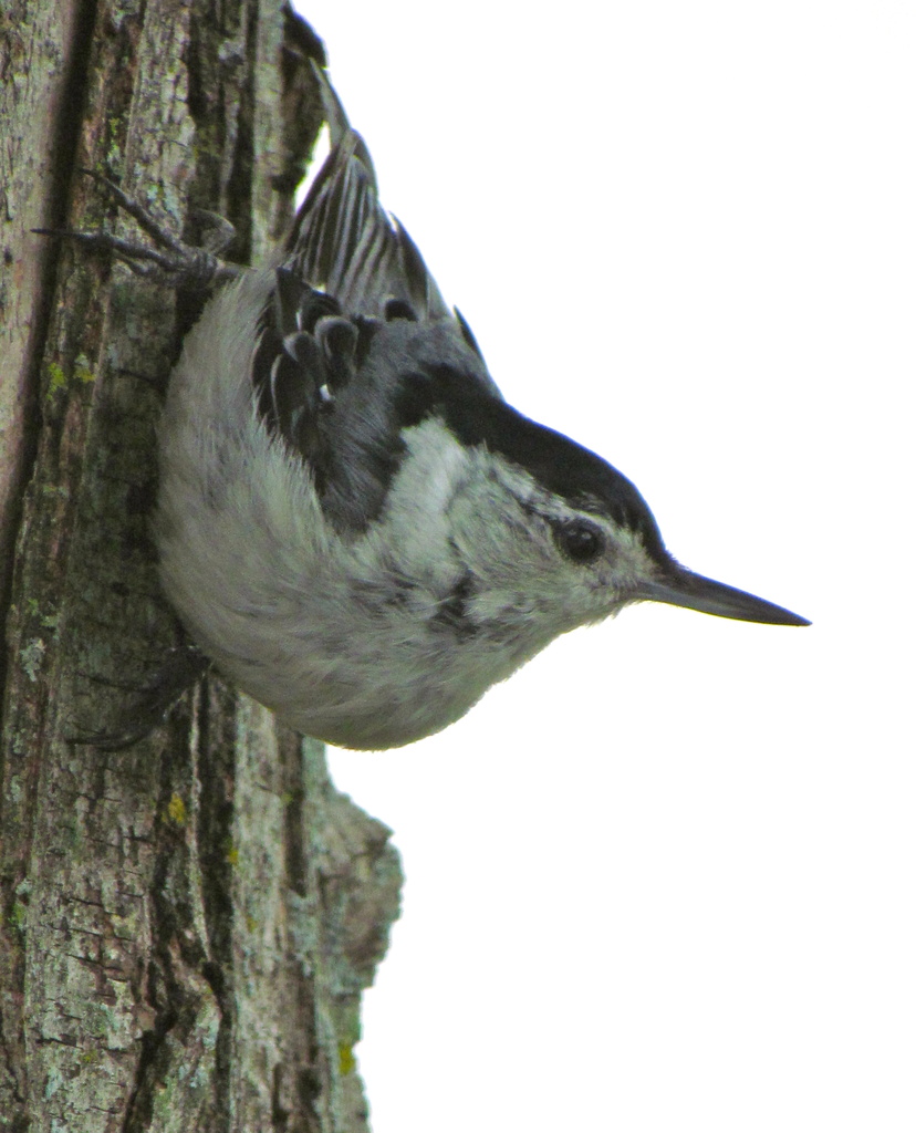 Nuthatch by juletee