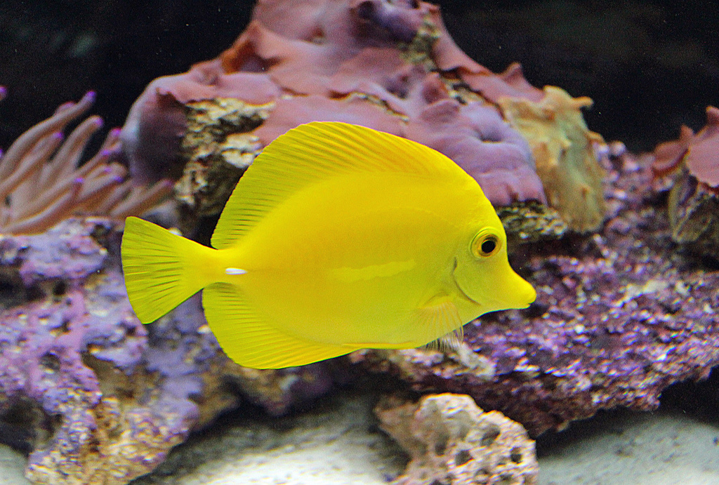 A Fish Called Lemondrop by hondo