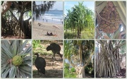 25th Jun 2014 - Pandanus Trees along Moolooaba Boardwalk.