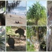 Pandanus Trees along Moolooaba Boardwalk. by happysnaps