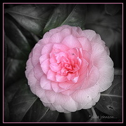 25th Jun 2014 - camellia