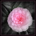 camellia by julzmaioro