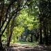 Opening in the woods, Charles Towne Landing State Historic Site, Charleston, SC by congaree