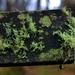 I "lichen" this lichen!!!! by gigiflower