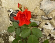 25th Jun 2014 - red rose by a flintstone wall