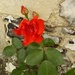 red rose by a flintstone wall by quietpurplehaze