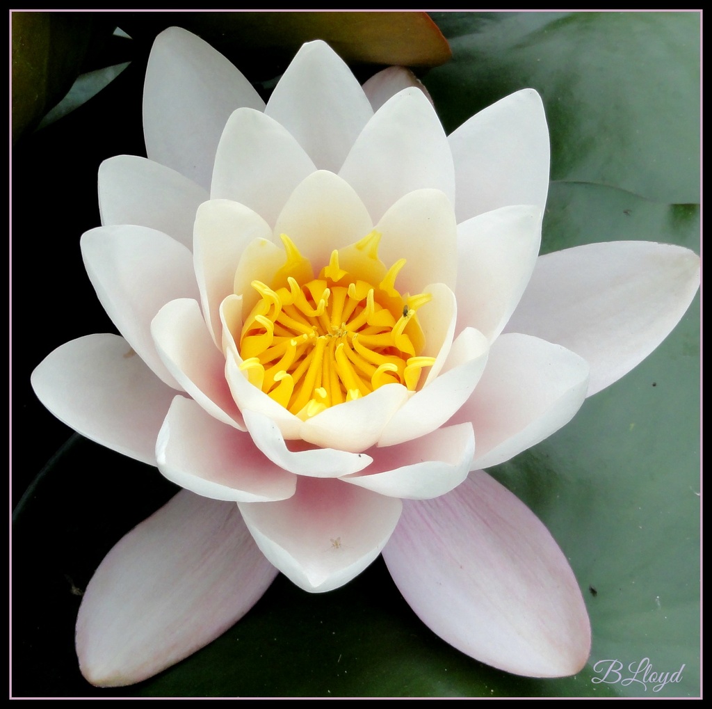Water-lily by beryl