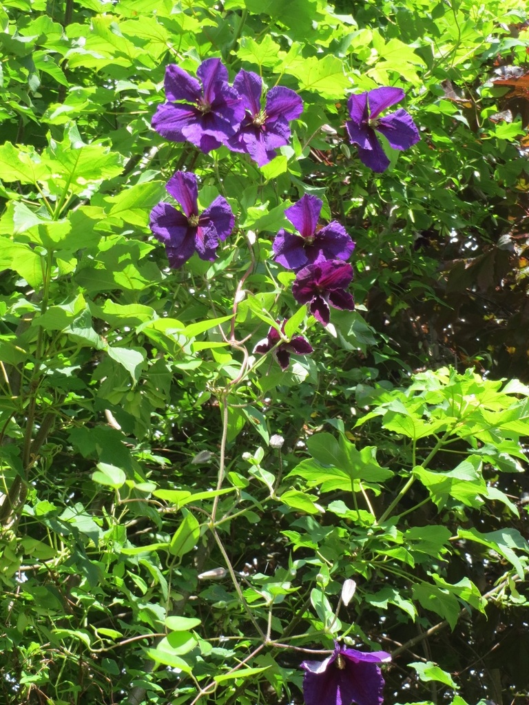 Next door's clematis dangling from their tree by foxes37